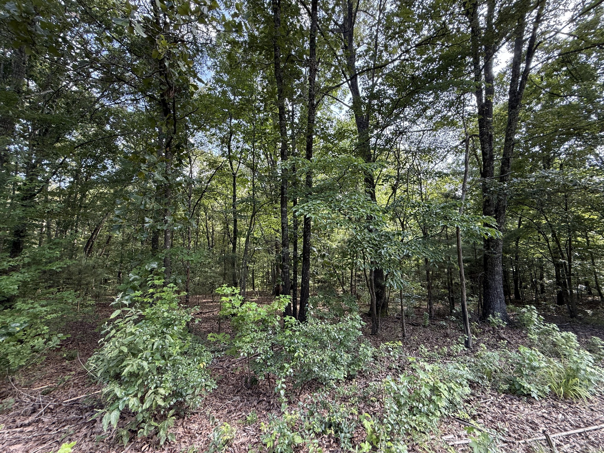 170 Webb Road Summertown, TN 38483 - Photo 32 of 39 a view of outdoor space and green space