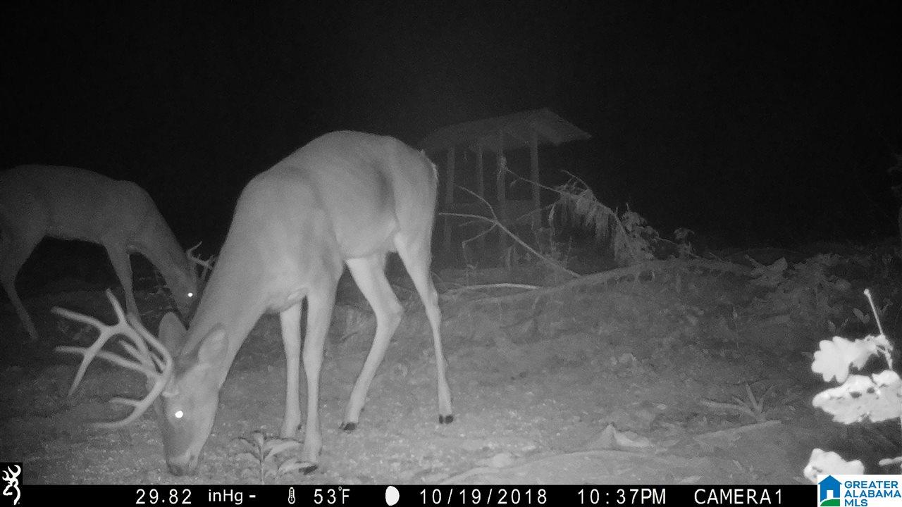 0 Bulldog Bend Road Brierfield, AL 35035 - Photo 3 of 32