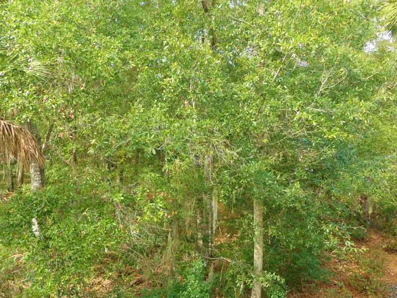 304 Jungle Road Edisto Island, SC 29438 - Photo 66 of 92 P1880975 (800x600)