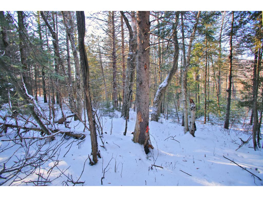 2806 Danville Hill Road Cabot, VT 05647 - Photo 13 of 29 Gallery Image 13