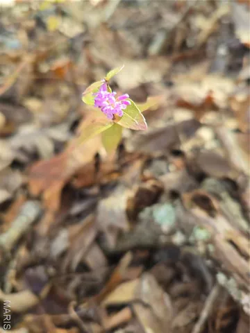 $800,000 | 107 Railroad Lane, Doe Run, MO 63637