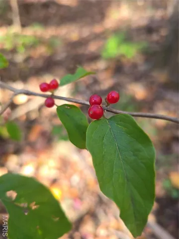 $800,000 | 107 Railroad Lane, Doe Run, MO 63637