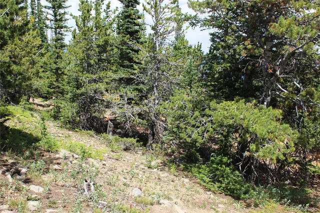 a view of a yard with large trees
