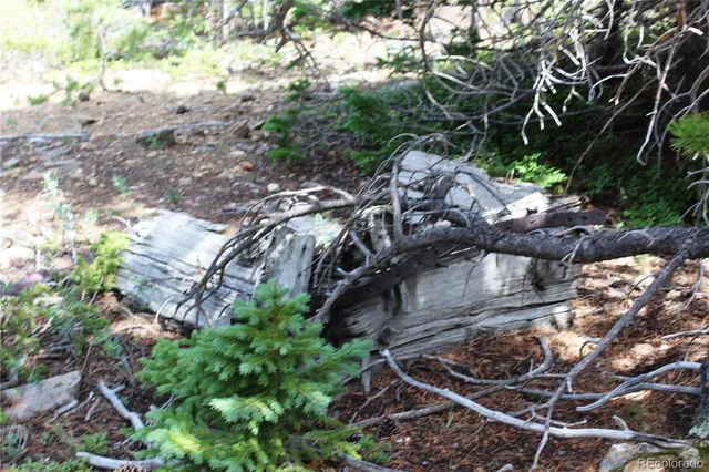 a view of a tree with a yard