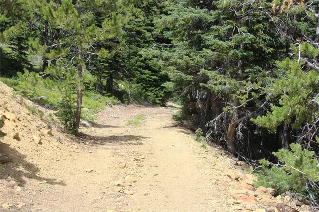 a view of a bunch of flowers and trees