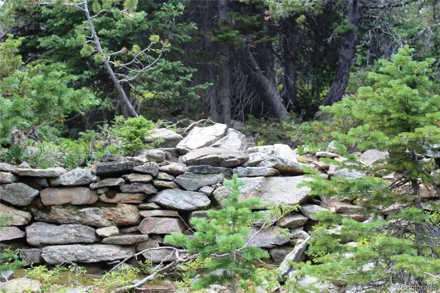 a view of a lush green forest with lots of trees