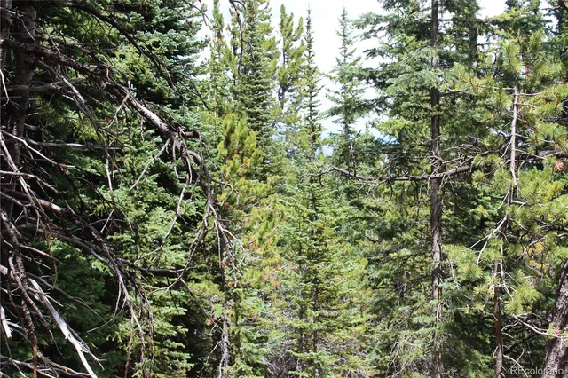 a view of bushes and trees