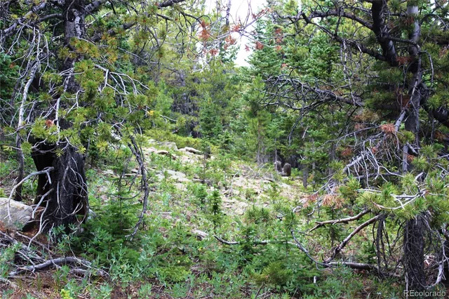 a view of a lush green forest