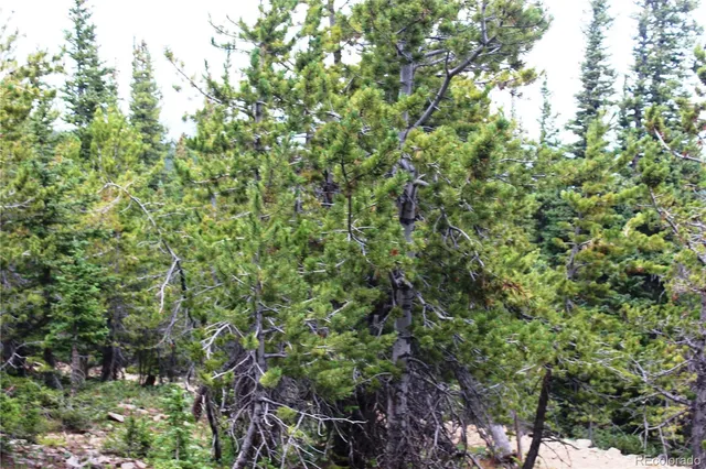 a view of outdoor space and green space