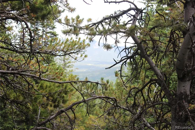 a view of a lush green forest