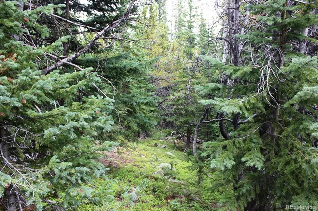a view of a forest with trees in the background