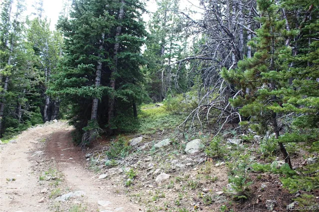 a view of a forest filled with trees