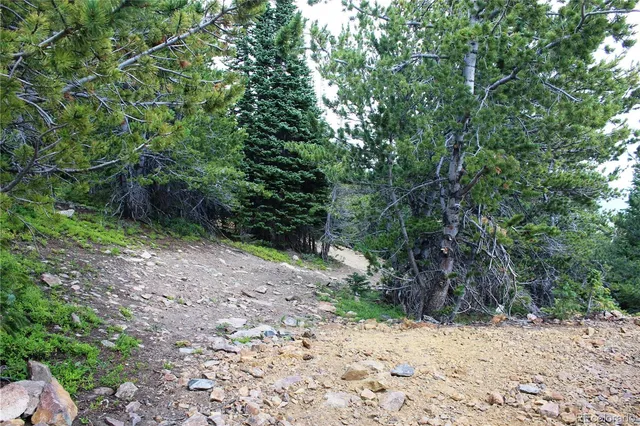 a view of a yard with plants and trees