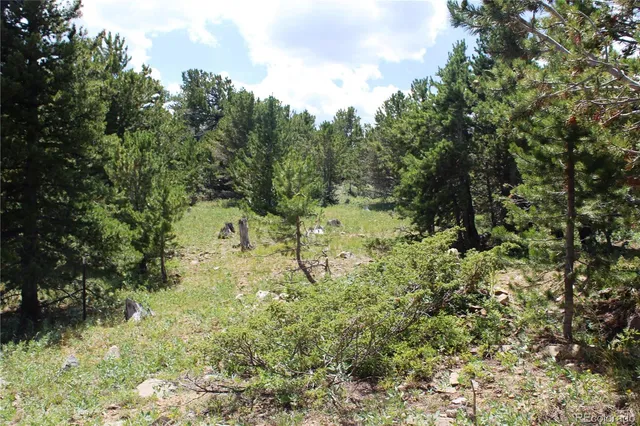 a view of a yard with large trees
