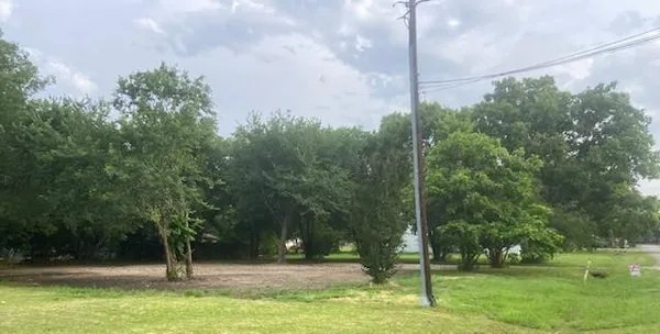 a view of a tree in a yard