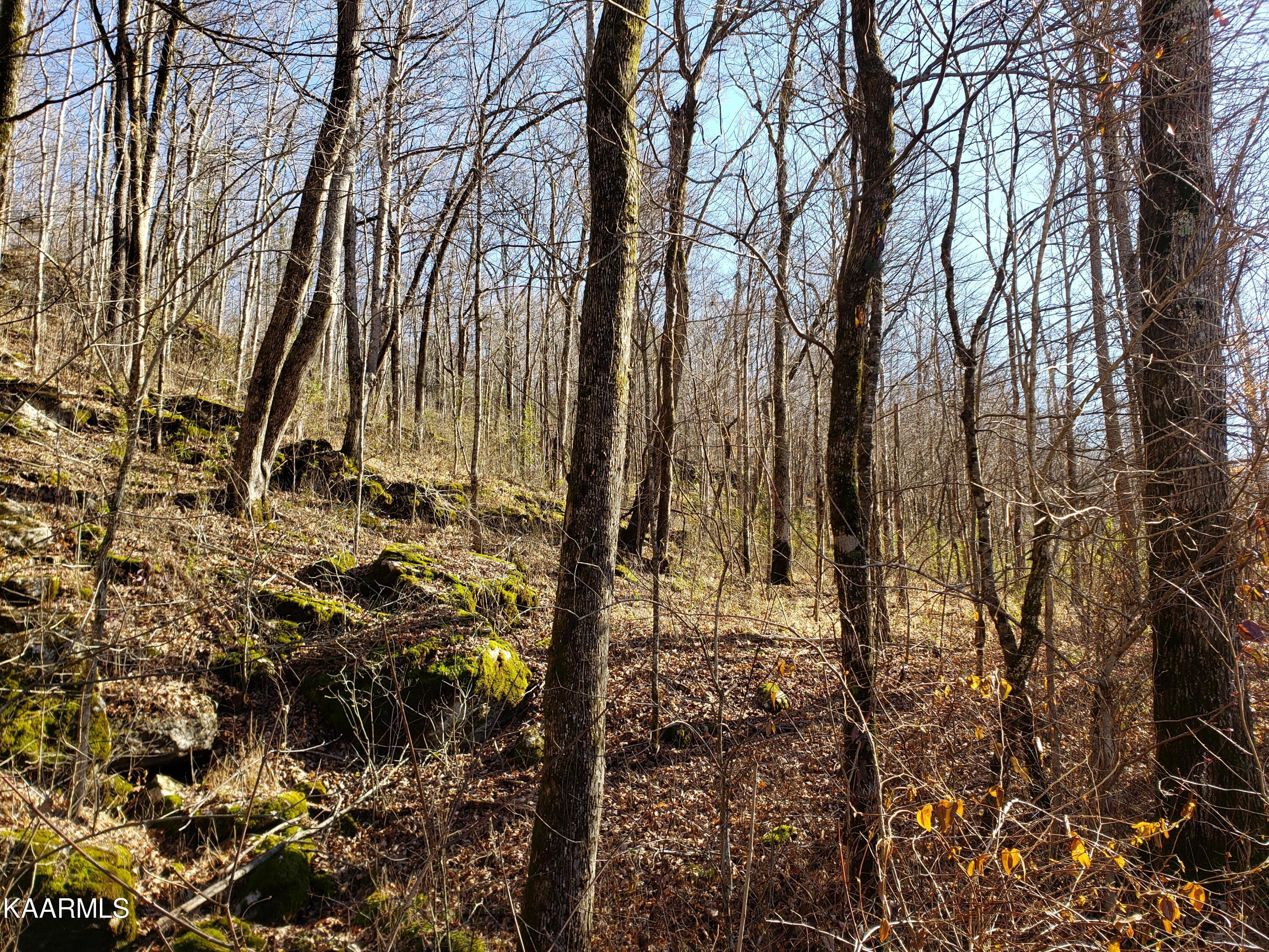 Delk Creek Rd Road Pall Mall, TN 38577 - Photo 11 of 12 20230104_120317