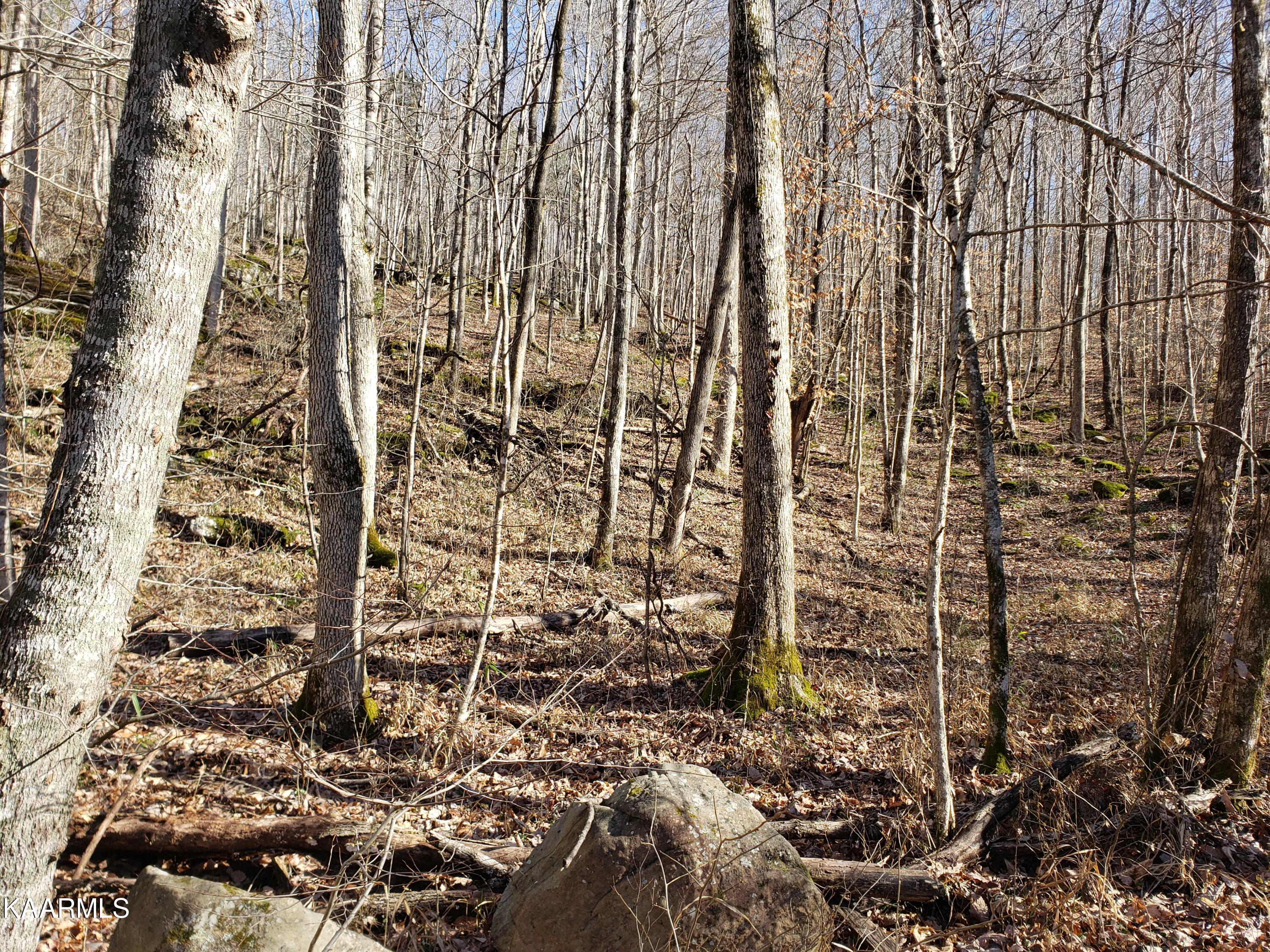 Delk Creek Rd Road Pall Mall, TN 38577 - Photo 12 of 12 20230104_121050