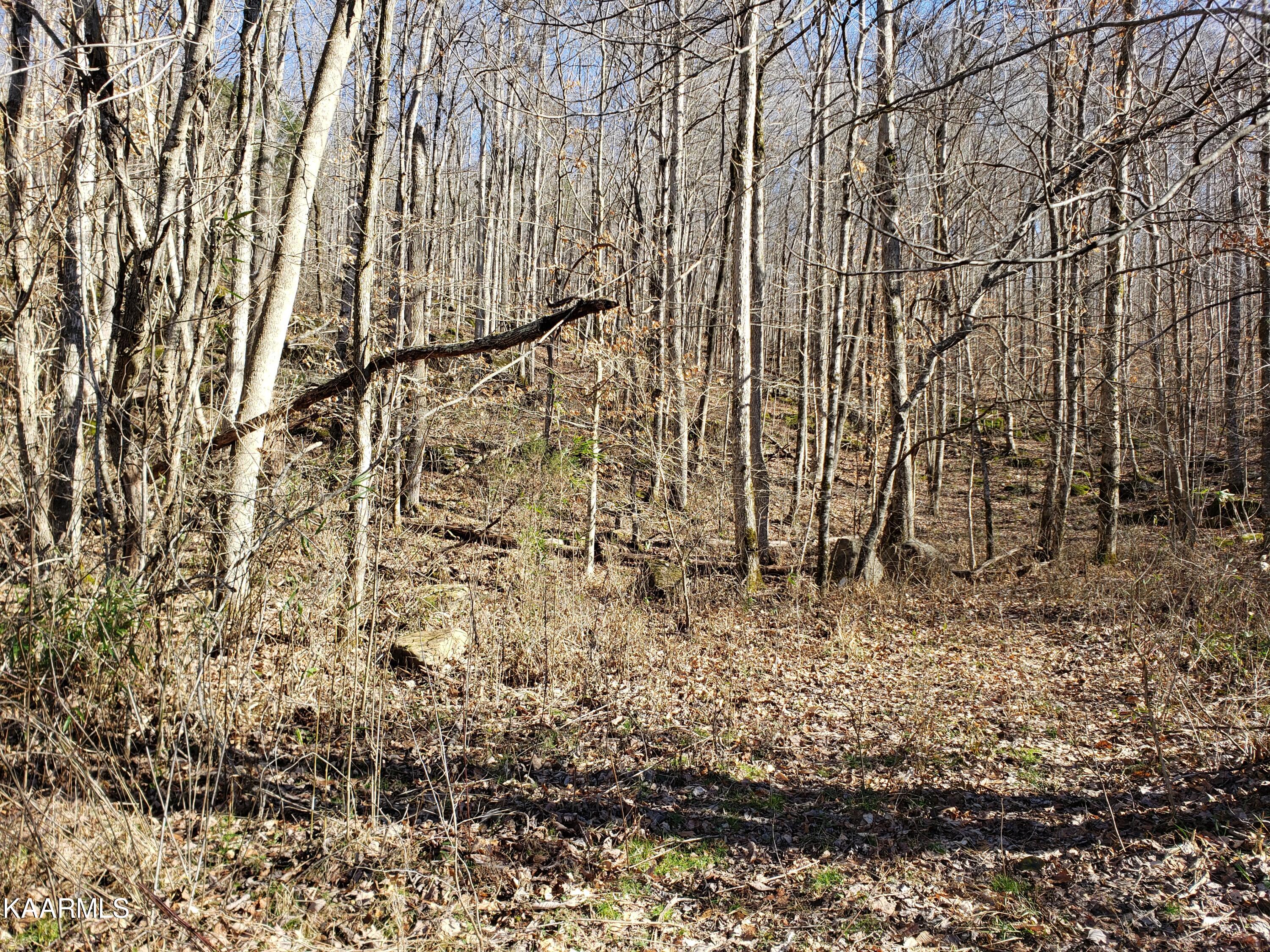 Delk Creek Rd Road Pall Mall, TN 38577 - Photo 9 of 12 20230104_121017