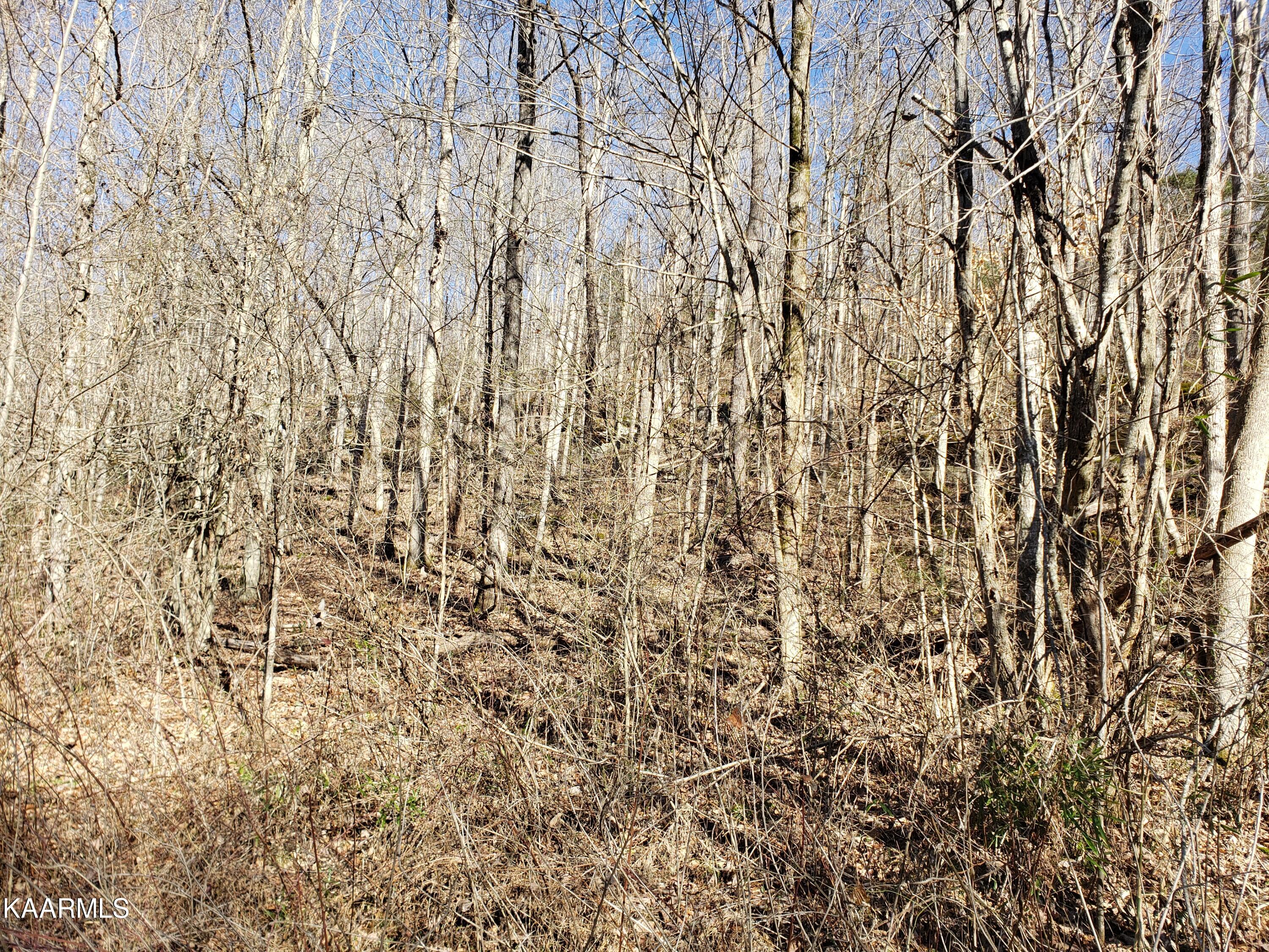 Delk Creek Rd Road Pall Mall, TN 38577 - Photo 10 of 12 20230104_121022