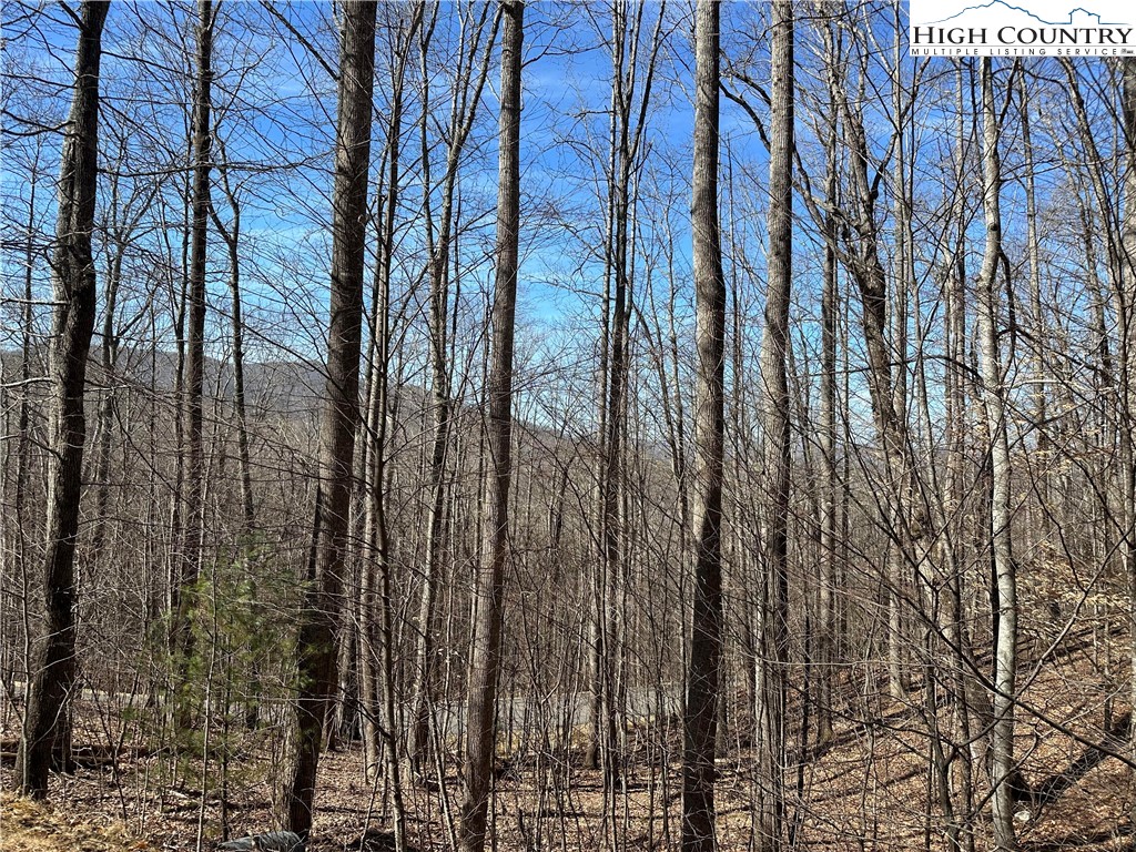 Woodland Ridge Lansing, NC 28643 - Photo 9 of 10 a view of a yard with plants and trees