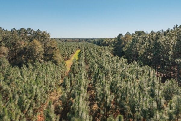 81.71-ac Bold Springs Road Ochlocknee, GA 31773 - Photo 8 of 18 Gallery Image 8