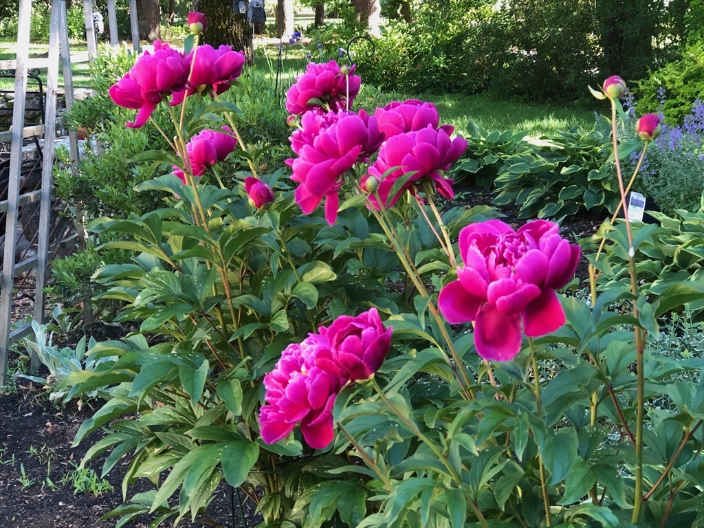 551 Barretts Mill Road Concord, MA 01742 - Photo 29 of 36 a view of a flower