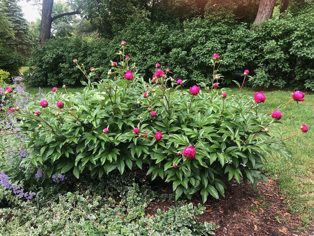 551 Barretts Mill Road Concord, MA 01742 - Photo 30 of 36 a small yard with table and flowers