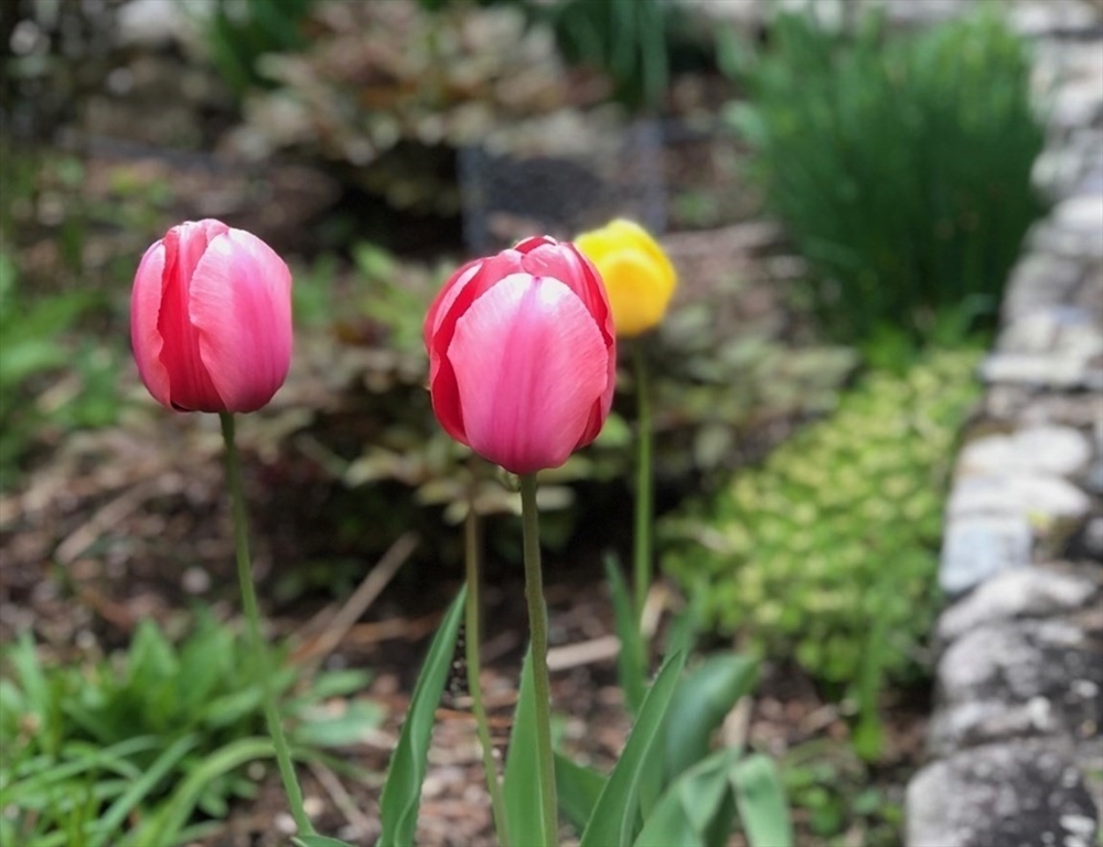 551 Barretts Mill Road Concord, MA 01742 - Photo 31 of 36