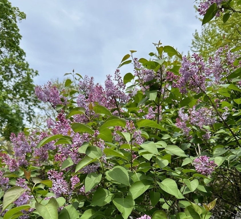 551 Barretts Mill Road Concord, MA 01742 - Photo 32 of 36 a picture of flowers