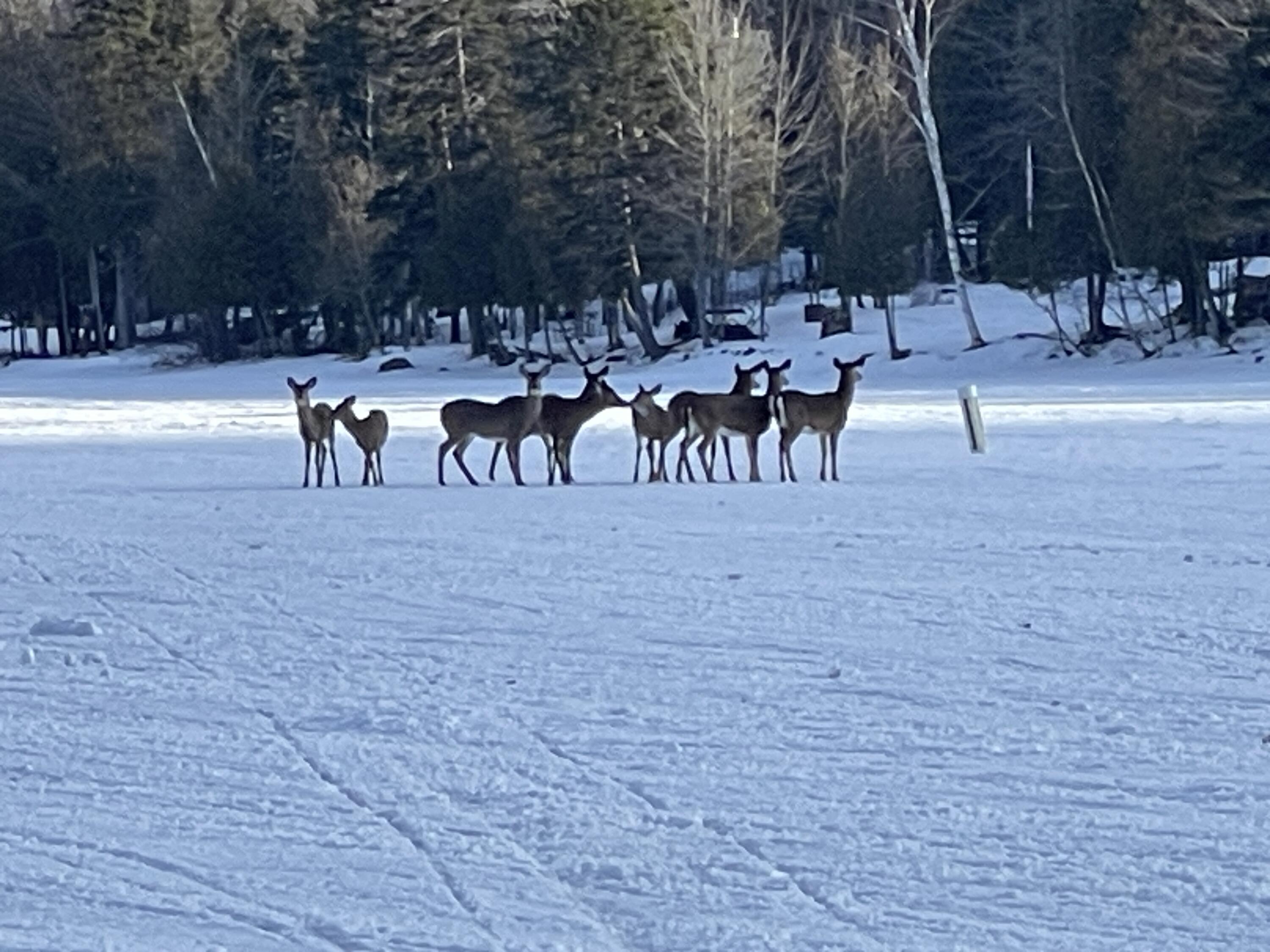 60 Targett Road Rangeley, ME 04970 - Photo 53 of 53 Deer on the Sled Trail