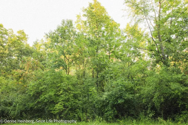 a view of a lush green forest