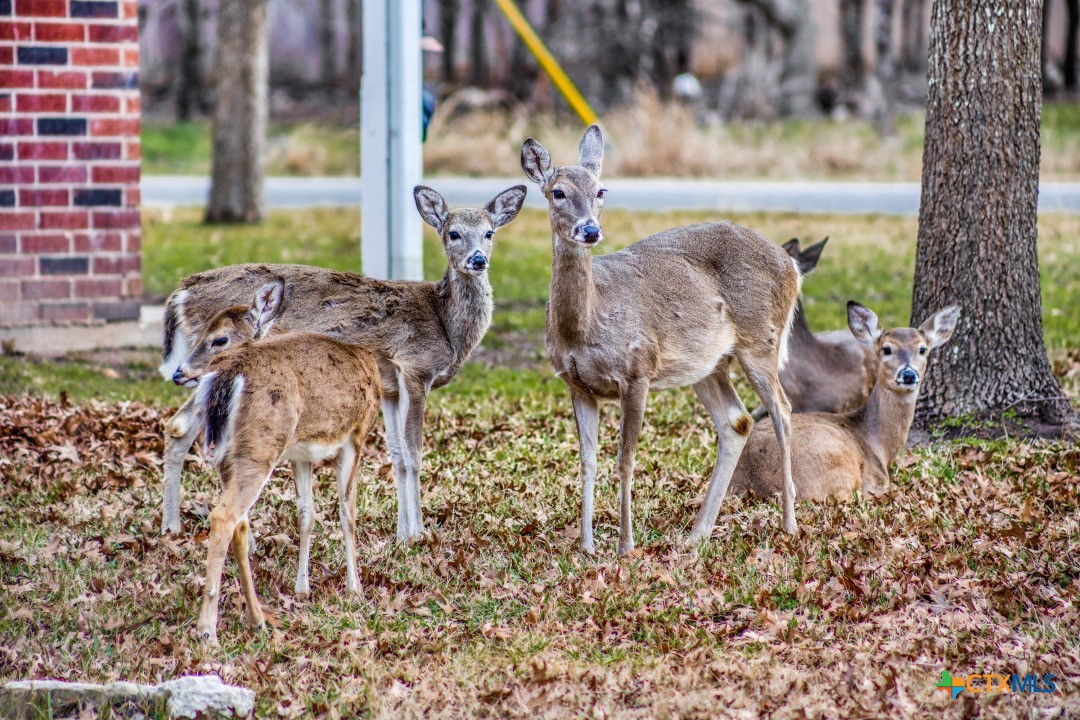 Beautiful Morgan's Point Resort!