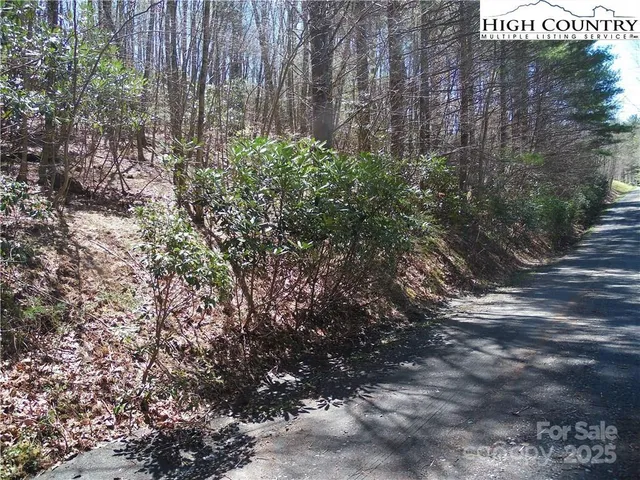 a close up of a plant in a garden