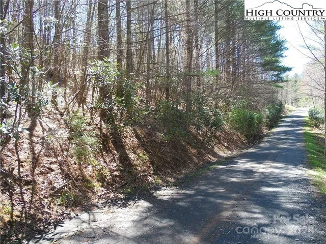 a view of flowers in middle of a forest