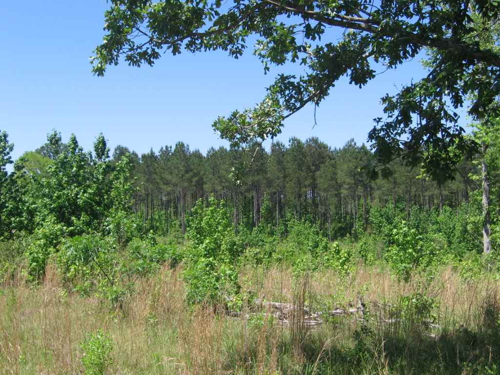 0 Ricks Road Noxapater, MS 39346 - Photo 12 of 19 Photo 12