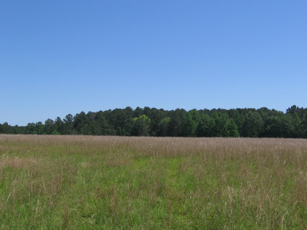 0 Ricks Road Noxapater, MS 39346 - Photo 14 of 19 Photo 14