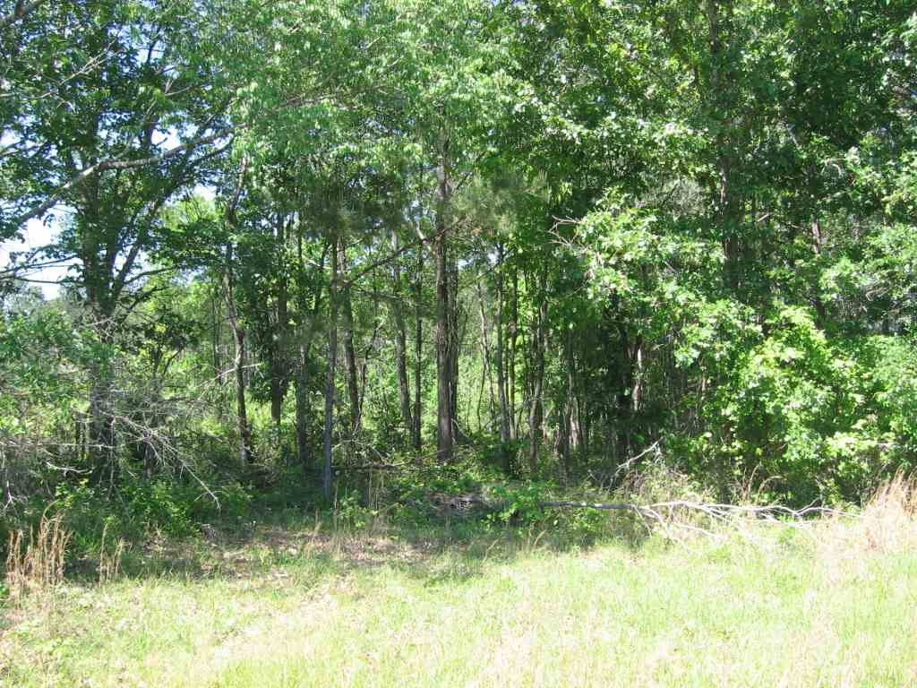 0 Ricks Road Noxapater, MS 39346 - Photo 15 of 19 Photo 15