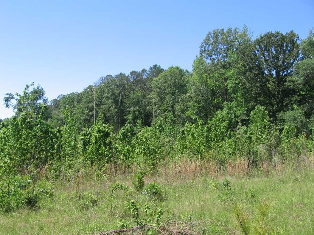 0 Ricks Road Noxapater, MS 39346 - Photo 18 of 19 Photo 18