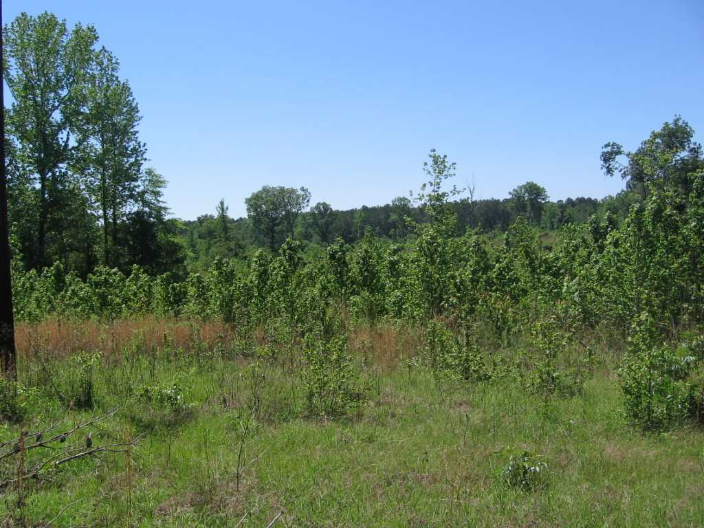 0 Ricks Road Noxapater, MS 39346 - Photo 19 of 19 Photo 19