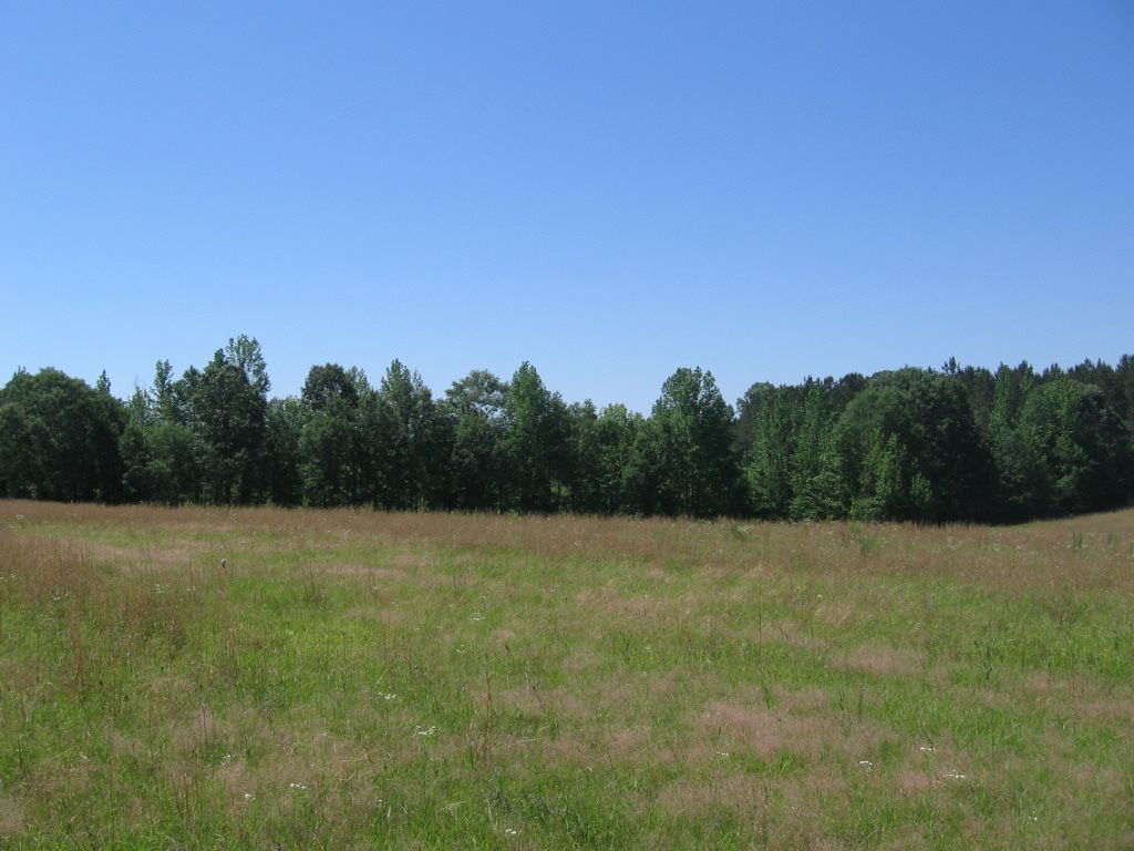 0 Ricks Road Noxapater, MS 39346 - Photo 4 of 19 Photo 4