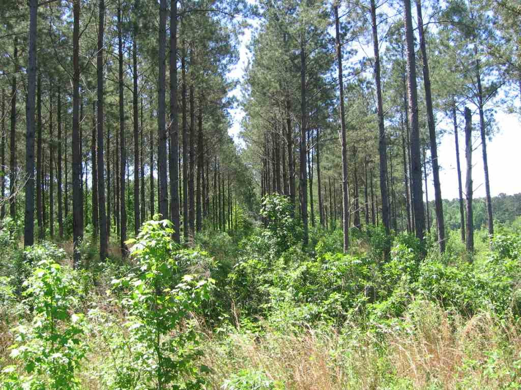 0 Ricks Road Noxapater, MS 39346 - Photo 7 of 19 Photo 7
