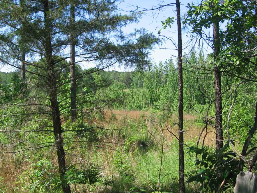 0 Ricks Road Noxapater, MS 39346 - Photo 8 of 19 Photo 8