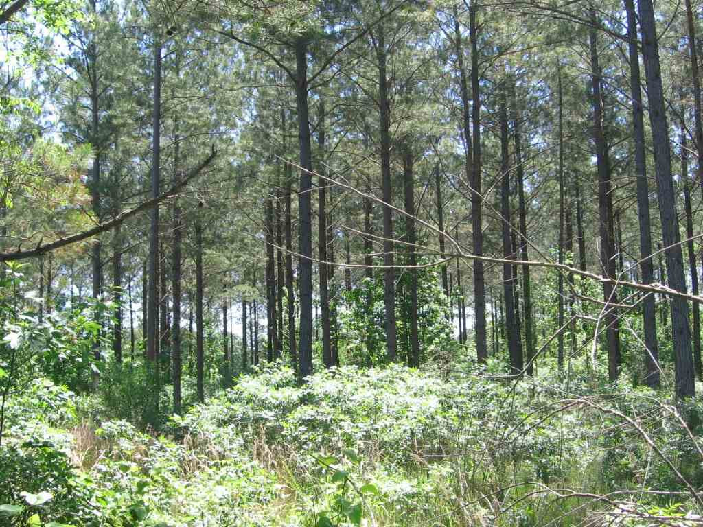 0 Ricks Road Noxapater, MS 39346 - Photo 9 of 19 Photo 9