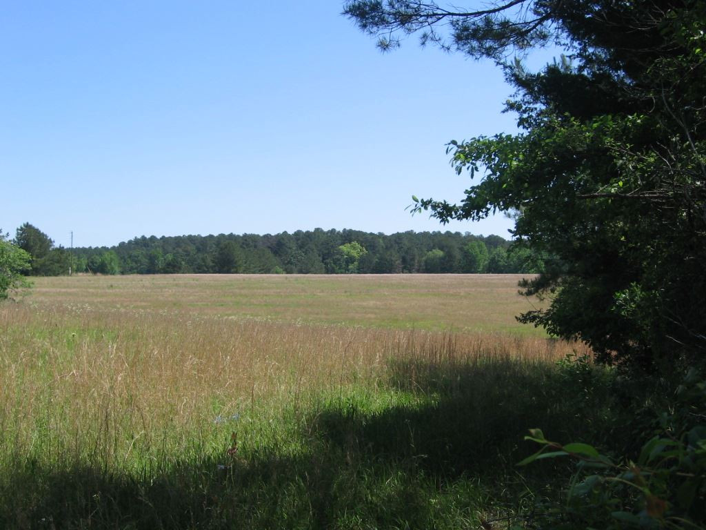 0 Ricks Road Noxapater, MS 39346 - Photo 10 of 19 Photo 10