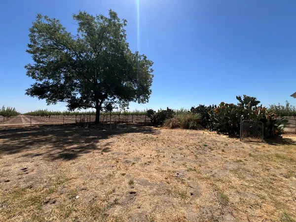 a street view with large trees