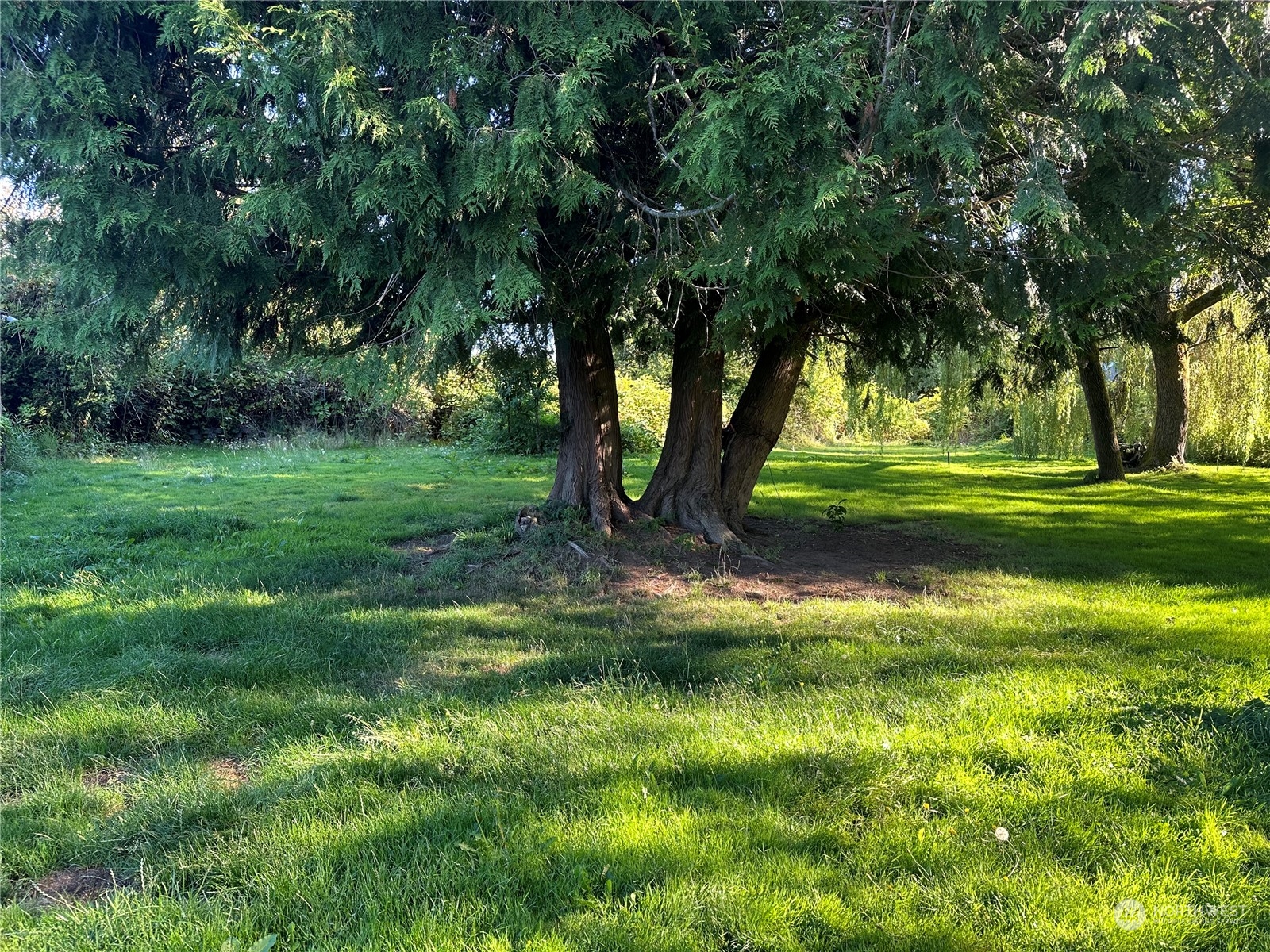 1793 Southeast Crawford Road Port Orchard, WA 98366 - Photo 7 of 8 a view of a trees in a yard