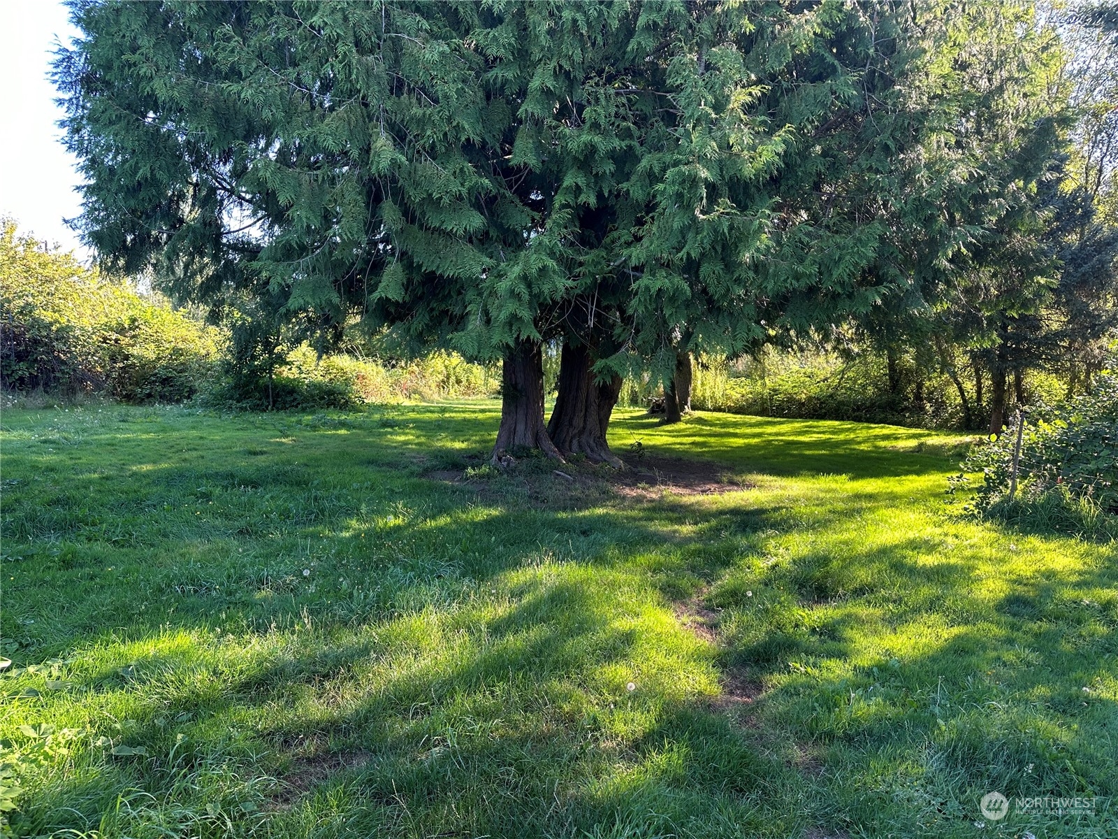 1793 Southeast Crawford Road Port Orchard, WA 98366 - Photo 8 of 8 a view of a trees in a yard