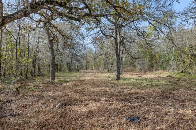 a view of a yard with trees