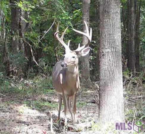 $142,000 | 11255 Old Port Gibson Road, Port Gibson, MS 39150