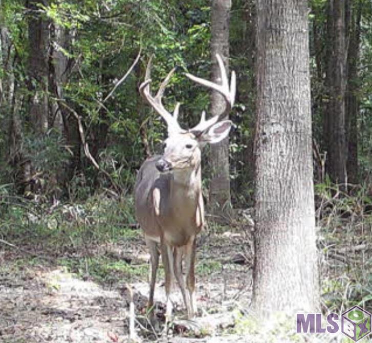 11255 Old Port Gibson Road Port Gibson, MS 39150 - Photo 1 of 32